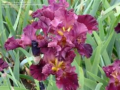 Image result for Iris Scarlet Ribbon (Germanica-Group)