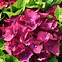 Image result for Hydrangea macrophylla Red Beauty Violet