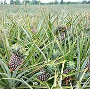 Image result for Pineapple Plantation