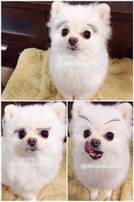 Image result for Dog with Eye Lashes Meme