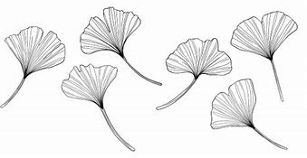 Image result for Ginkgo Leaf Stencils Free