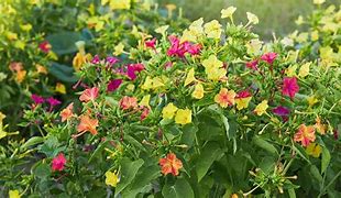 Image result for Growing Four O'Clock Flowers