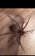 Image result for Arizona Spiders