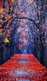 Image result for Fall Scenes iPhone Wallpaper