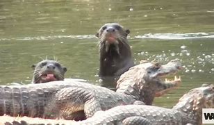 Image result for Giant Otter Hunting