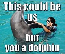 Image result for Dolphin Meme When You See It Hold Up