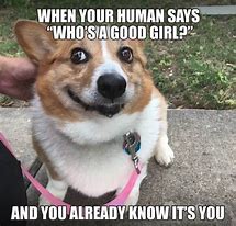 Image result for Corgi Quotes