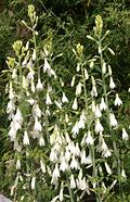 Image result for Galtonia candicans