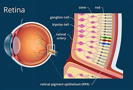 Image result for Retina Structure