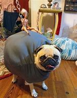 Image result for Homemade Funny Dog Costume