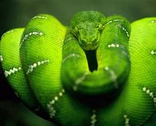 Image result for Green Anaconda Attack