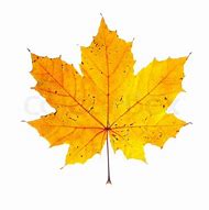 Image result for Images of Single Maple Leaf Twirling