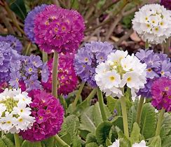 Primula denticulata Lilac के लिए छवि परिणाम
