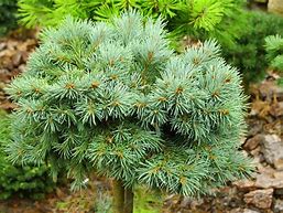 Image result for Picea engelmanii Lobo