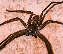 Image result for Largest Spider On Earth