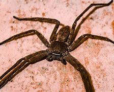 Image result for world s largest huntsman spiders