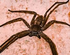 Image result for Angry Big Spider