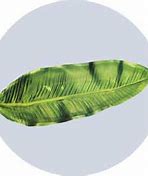 Image result for Tii Leaf Tray