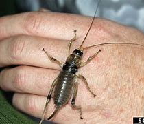 Image result for Giant Weta Bug