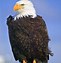 Image result for Eagle Sketch Black White