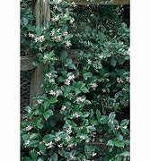 Image result for Evergreen Vines for Zone 7