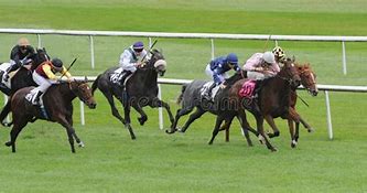 Image result for Different Kinds of Horse Racing