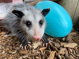 Image result for Heidi Opossum