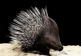 Image result for Porcupine with Quills Out