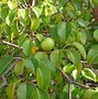 Image result for Pronounce Manchineel Tree
