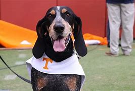 Image result for Smokey Tennessee Mascot