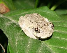 Image result for Eastern Grey Tree Frogs