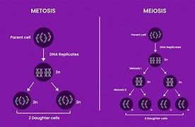 Image result for Key Differences Between Mitosis and Meiosis