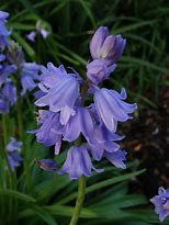 Image result for Hyacinthoides hispanica Alba Maxima