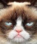Image result for Grouchy Cat