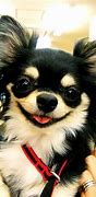 Image result for chihuahue�o