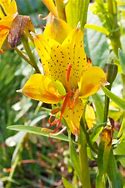 Image result for Alstroemeria Sweet Laura ®