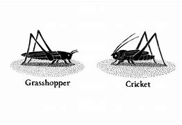 Image result for Cricket Bug vs Grasshopper