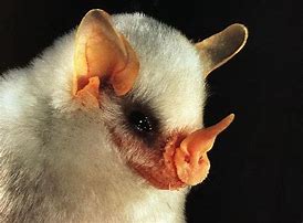 Image result for Honduran White Bat Babies