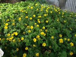 Image result for Potentilla Gold Sovereign