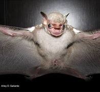 Image result for Visored Bat