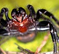 Image result for Australian Sydney Funnel Web Spider