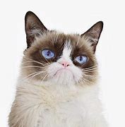 Image result for Grumpy Cat Meme Template