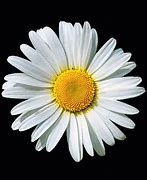 Image result for Vintage Daisy Yellow Black and White Dishes