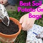 Image result for 5 Lb Bag of Potatoes