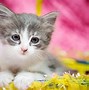 Image result for Glaxay Coloured Cat Background