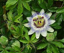 Image result for Passiflora caerulea