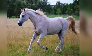 Image result for Famous Horse Trainers