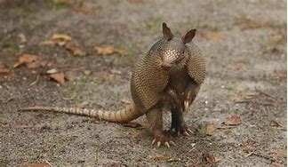 Image result for Grey Armadillo