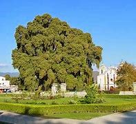 Image result for ahuehuetr