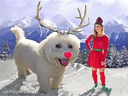 Image result for Rudolph in Real Life